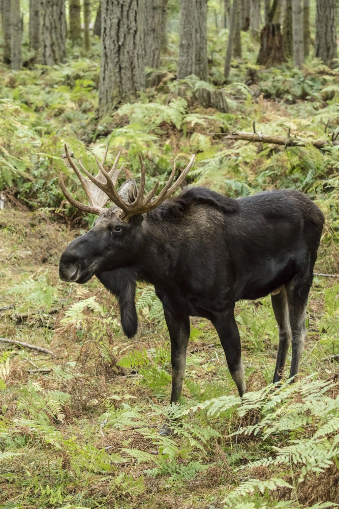Bull Moose Poster Print from Northwest Trek Wildlife Park