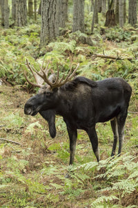 Bull Moose Poster Print from Northwest Trek Wildlife Park