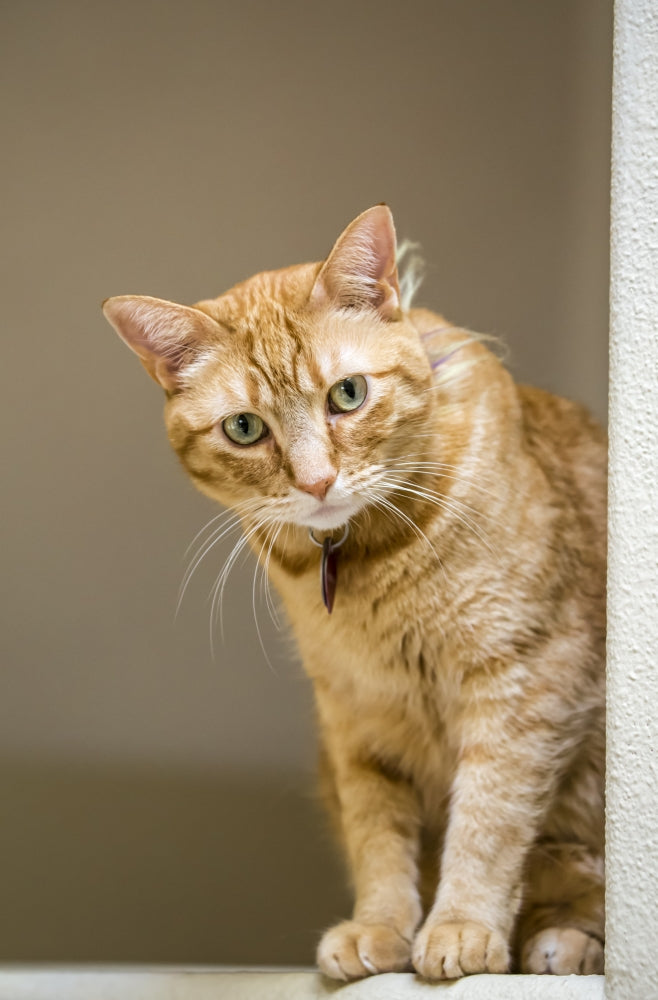 Cat sitting on a high beam in a house poster print by Janet Horton