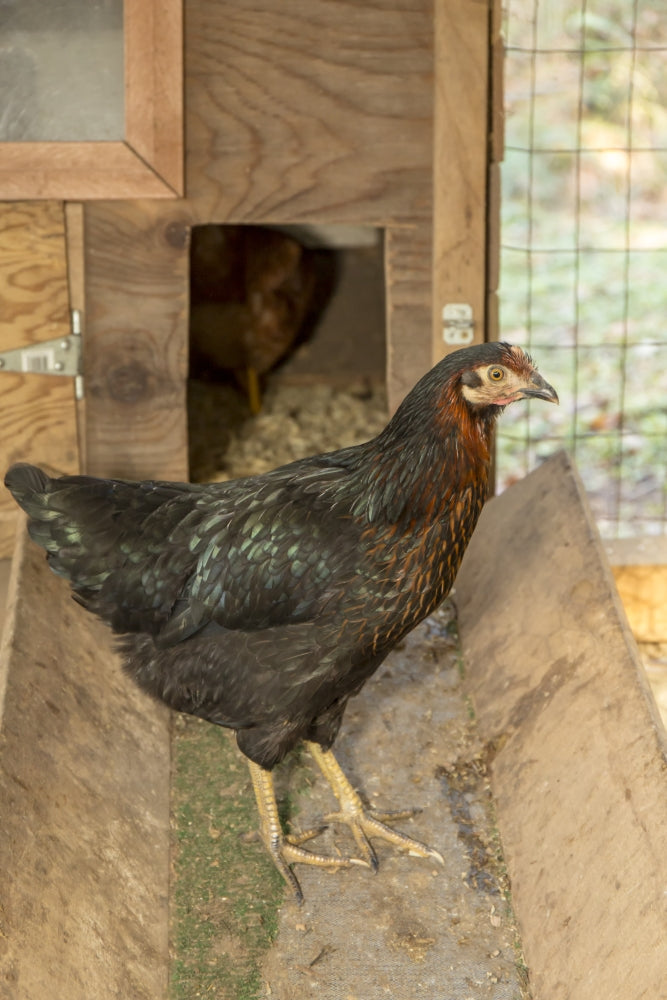 Black Star hen in a custom-made chicken coop poster print by Janet Horton