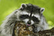 Wild mother raccoon growling in a tree, protecting her young.