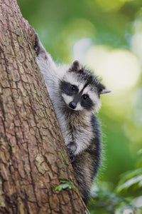 Juvenile raccoon climbing down a tree poster print by Janet Horton.