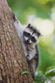 Juvenile raccoon climbing down a tree poster print by Janet Horton.
