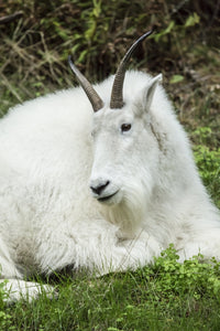 Mountain Goat resting at Northwest Trek Wildlife Park in Eatonville, WA.