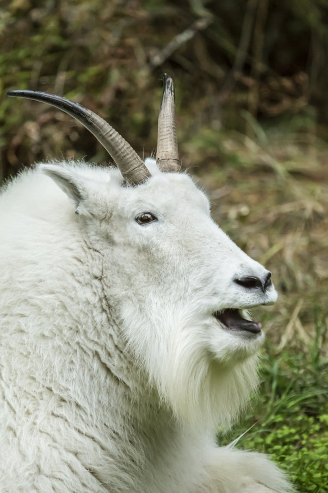 Mountain goat resting and vocalizing at Northwest Trek Wildlife Park poster print.