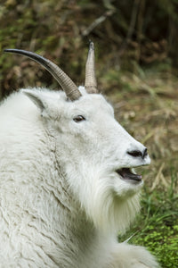 Mountain goat resting and vocalizing at Northwest Trek Wildlife Park poster print.