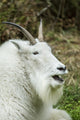 Mountain goat resting and vocalizing at Northwest Trek Wildlife Park poster print.