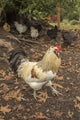 Free-Ranging Ameraucana Rooster Poster Print by Janet Horton