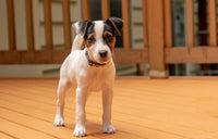 Jack Russell Terrier standing on deck poster print by Janet Horton.