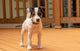 Jack Russell Terrier standing on deck poster print by Janet Horton.
