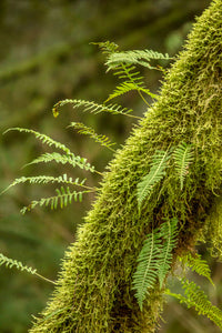 Moss-covered tree with licorice ferns in Washington State poster print