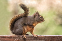 Douglas squirrel resting on a wooden bench poster print by Janet Horton