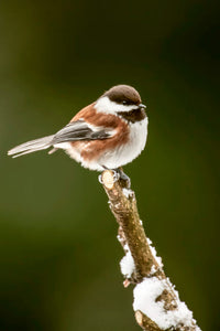 Chestnut-backed chickadee perched on snow-covered branch poster print by Janet Horton.