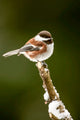 Chestnut-backed chickadee perched on snow-covered branch poster print by Janet Horton.