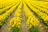 Field of Yellow Daffodils Poster Print by Janet Horton, vibrant floral artwork.