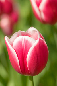 Merry Widow Tulip Growing Poster Print by Janet Horton