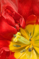 Close-up of an Abba Tulip from Mount Vernon, Washington State, USA.