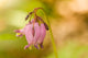 Pacific Bleeding Hearts Wildflowers Poster Print by Janet Horton depicting vibrant Dicentra formosa flowers.