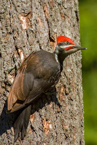 Pileated woodpecker on a tree trunk poster print by Janet Horton.