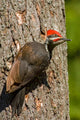 Pileated woodpecker on a tree trunk poster print by Janet Horton.