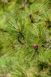 Close-up of Ponderosa pine tree needles and young pine cones poster print.