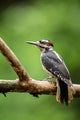 Male hairy woodpecker perched on a branch in springtime poster print.
