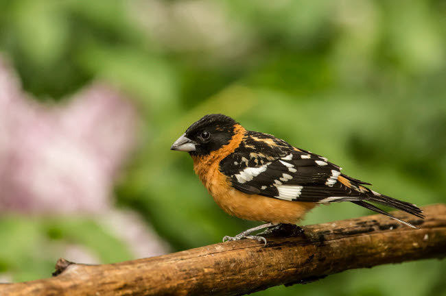 Male Black-Headed Grosbeak perched on a dead branch Poster Print by Janet Horton
