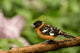 Male Black-Headed Grosbeak perched on a dead branch Poster Print by Janet Horton