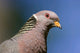 Close-up of Band-tailed Pigeon head and shoulders poster print by Janet Horton.
