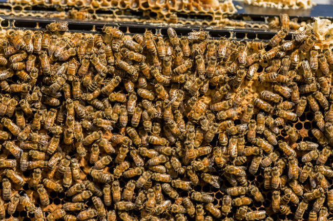Maple Valley Washington State poster print featuring bees storing honey and tending the nursery by Janet Horton.