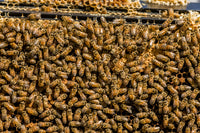 Maple Valley Washington State poster print featuring bees storing honey and tending the nursery by Janet Horton.