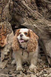 Cavalier King Charles Spaniel standing inside a hollow tree stump at Rattlesnake Lake Recreation Area.
