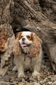 Cavalier King Charles Spaniel standing inside a hollow tree stump at Rattlesnake Lake Recreation Area.