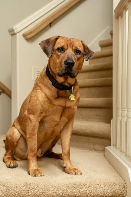 Red Fox Labrador sitting on a stairwell - poster print by Janet Horton.