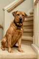 Red Fox Labrador sitting on a stairwell - poster print by Janet Horton.