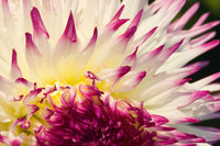 Close-up of an Anna Mari dahlia flower from Tacoma, Washington.