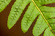 Licorice Fern close-up leaflet poster print by Janet Horton