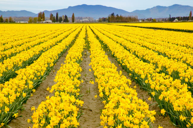 Mount Vernon Washington Daffodils Poster Print by Janet Horton
