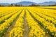Mount Vernon Washington Daffodils Poster Print by Janet Horton