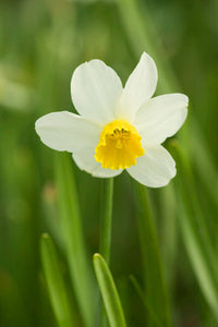 Mount Vernon Jack Snipe Daffodil Poster Print by Janet Horton