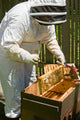 Female beekeeper with honeybees poster print by Janet Horton