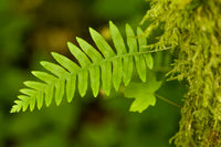 Licorice fern growing on moss-covered big-leaf maple tree at Olallie State Park