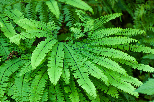 Maidenhair fern plants poster print from Olallie State Park, Washington