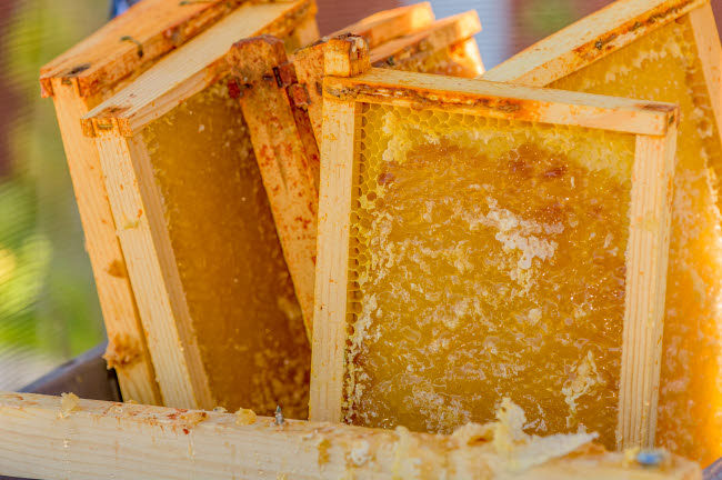 Close-up poster print of uncapped honey frames in a tub, ready for extraction.