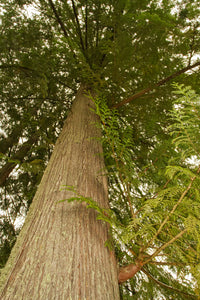 Low-angle view of a western redcedar tree poster print from Squak Mountain State Park, Washington.