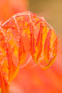 Thorp, Washington State Autumn Shrub Poster Print by Janet Horton with red leaves.