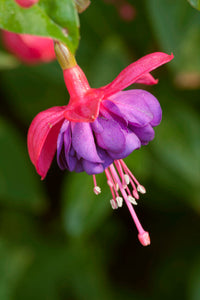 Fuchsia Blossom in a Shady Yard Poster Print by Janet Horton