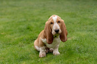 Three-month-old Basset Hound sitting in yard poster print by Janet Horton.