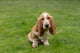 Three-month-old Basset Hound sitting in yard poster print by Janet Horton.