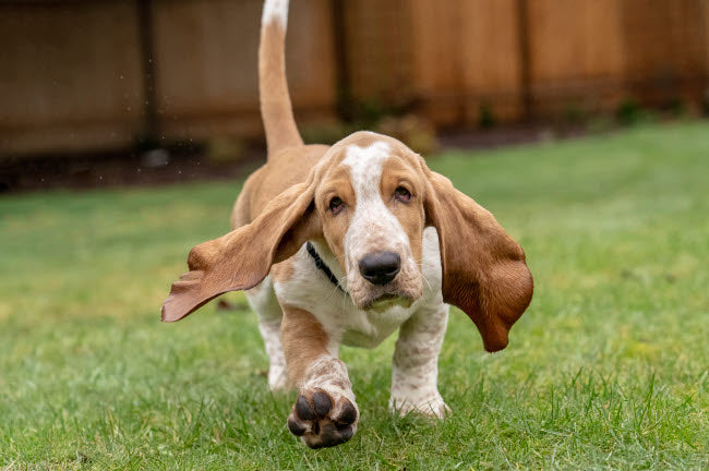 Basset Hound puppy running on wet grass, Janet Horton poster print.